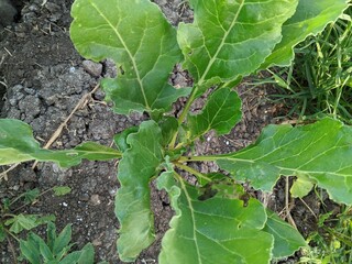 caterpillar on a leaf ,Brassica oleracea is a plant species that includes many common foods as cultivars, including cabbage