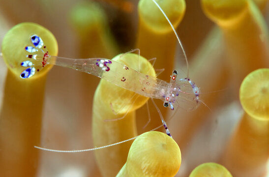 A tiny commensal shrimp balances on an anemone.