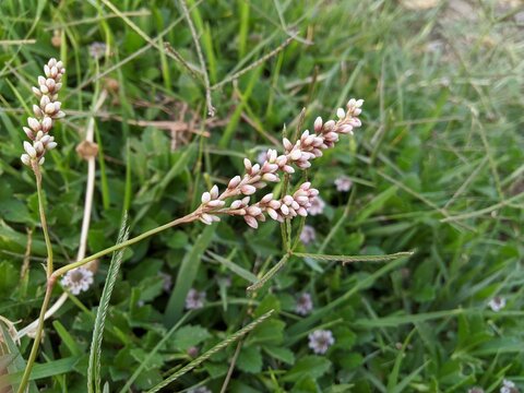 flowers in the grass , Persicaria lapathifolia, known as pale persicaria, is a plant of the family Polygonaceae
