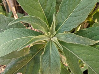 close up of leaves ,The Laurales flowering plants. They are magnoliids, related to the Magnoliales 