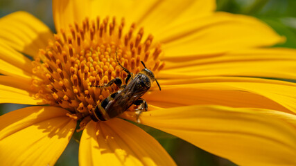 bee on a sunflower