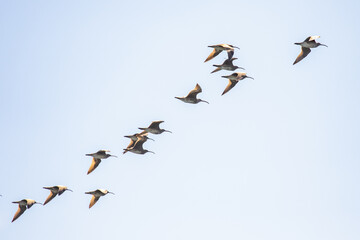 Flock of Whimbrel Shorebirds Paint a Diagonal Line
