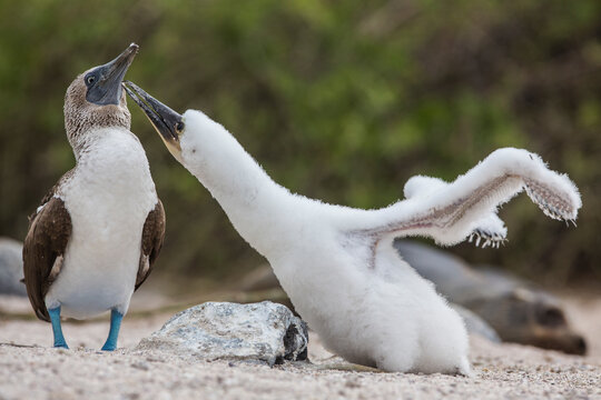 A juvenile Blue Footed booby begs for food from it's parent in the Galapagos Islands, Ecuador.