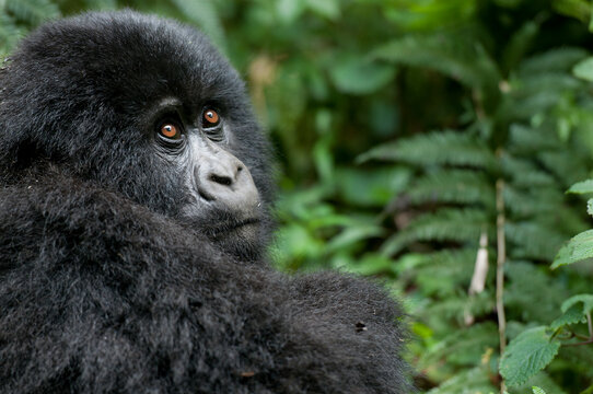 A juvenile mountain gorilla in Rwanda.