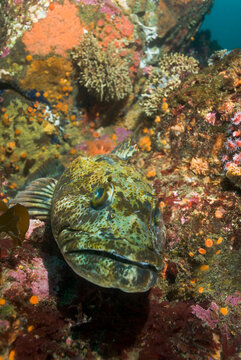 A large lingcod, Ophiodon elongatus, rests on a temperate reef along the central California coast near Carmel.