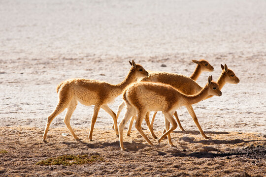 A small herd of Vicunas (vicugna vicugna) walk to graze in the high-altitude desert of southwestern Bolivia's Sud Lipez region.