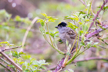 Golden-Crowned Sparrow Peeks Out From Blackberry Brambles