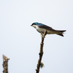 Iridescent Tree Swallow in Pre-Flight Position