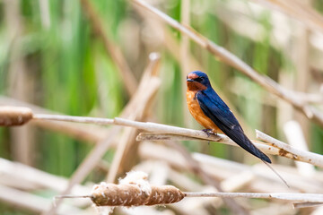 Lovely Barn Swallow Rests on a Cattail