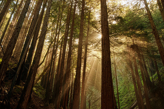 Light pours through the trees in Big Sur, California.
