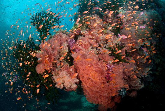 Fiji reef scene with gorgonians, soft corals, and schools of anthias.