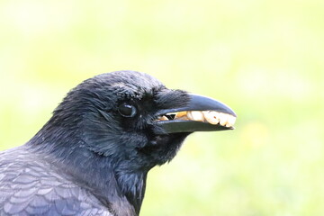 A crow with a beak full of seeds
