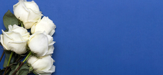 Postcard. White roses on a blue background. Banner. Congratulations to women on March 8, Valentine's Day, Mother's Day, Birthday, Anniversary, Easter, Wedding, Teacher's Day. Copy space.
