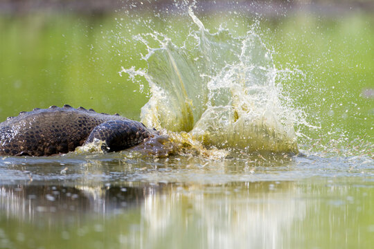 An American Alligator (Alligator mississippiensis) lunges after fish in a shrinking pool in Big Cypress National Preserve.