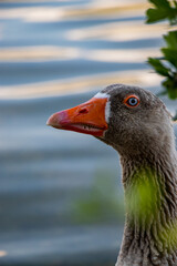 close up of a duck