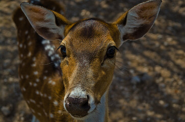 portrait of a deer