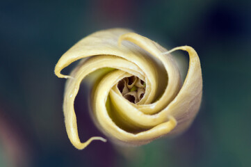 Datura stramonium detail in the San Gabriel Mountains in Los Angeles County, California.