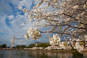 Cherry blossoms in full bloom decorate the trees around the tidal basin in Washington DC.
