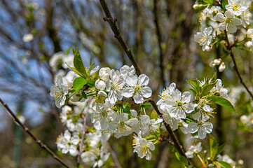 white cherry blossom