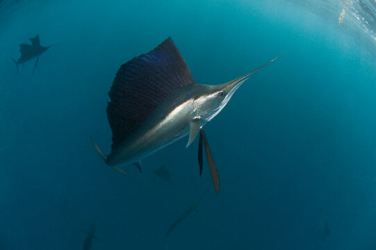 Atlantic sailfish hunt and feed on sardine schools off the coast of Mexico.
