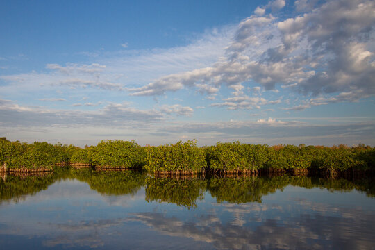 Red mangroves in Joe Bay within Everglades National Park, Florida.