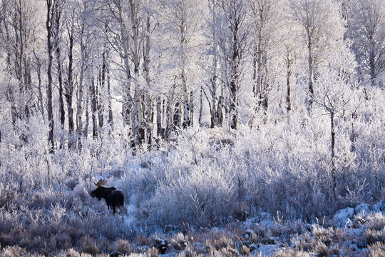 A bull moose feeds on willow trees covered in hoarfrost in Grand Teton National Park, Wyoming.