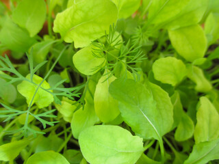 Young arugula leaves and dill sprigs. The popular Mediterranean herb is taramir. A useful seasoning for dishes. 