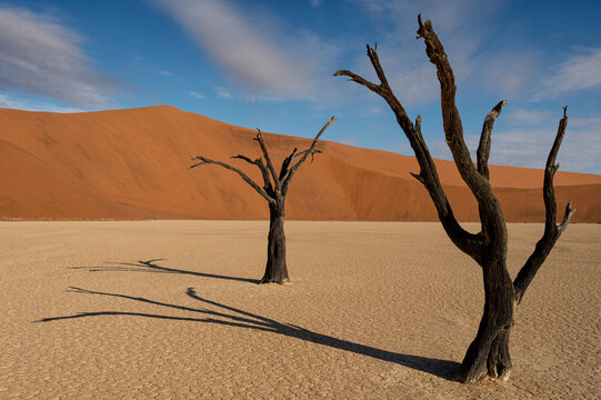 900 year old dead trees in Dead Vlei, Sossusvlei, Namib-Naukluft National Park, Namibia