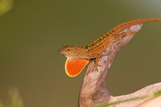 A male Brown Anole (Anolis sagrei), an invasive species from Cuba, displays its scarlet dewlap in southern Florida.