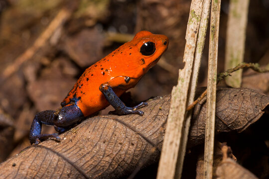 A Strawberry Poison Dart Frog (Dendrobates pumilio) on the rainforest floor at La Selva Biological Station, Costa Rica.