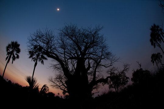 A baobab tree at sunset in the Okavango Delta.