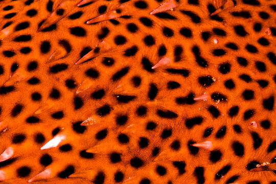 Detail of the skin of a putterfish, showing it s scales and patterns, found in Zihuatanejo, Mexico.