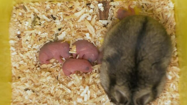 Closeup of small blind newborn rats lying down on wooden sawdust in pet nest.