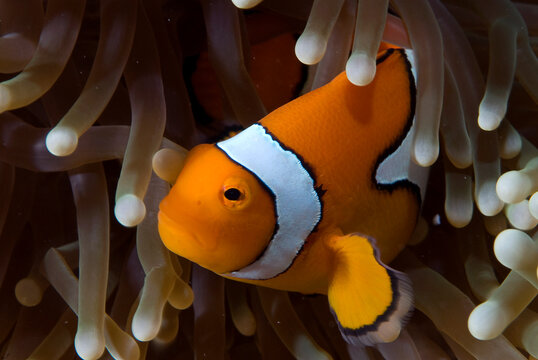 A Clownfish In An Anemone.