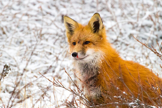A wounded red fox rests in the snow after fighting with a cross fox in Churchill, Manitoba, Canada.