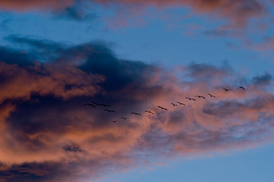 Birds migrating against a cloudy sunset near Boulder, Colorado