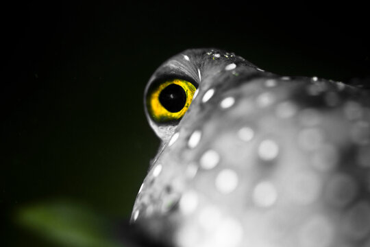 The eye of a fish staring.