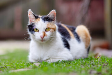 Naklejka na ściany i meble A cute cat is lying on green grass and looking at camera. A cat outdoors