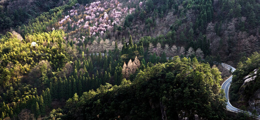 Cherry blossoms bloom along the road in the foothills near Huang Shan China
