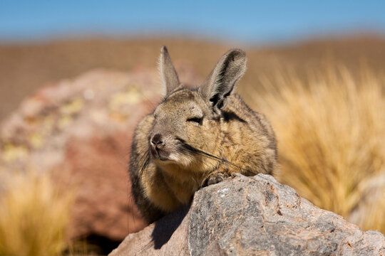 A Viscacha (LAGIDIUM VISCACCIA) rests on a rock while taking in some Andean sunshine in the high puna and altiplano of the Andes region.
