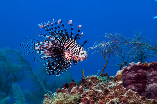 Lion Fish floating at a Coral Reef from Jardines de la Reina, Cuba.