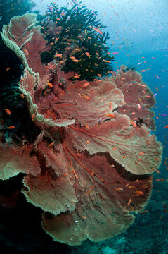 Fiji reef scene with large gorgonians and anthias.