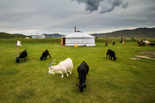 Mongolian Ger Camp