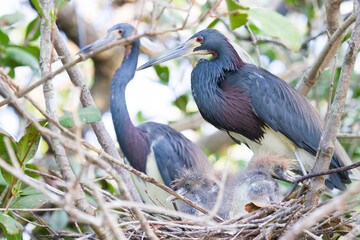 Tri colored herons and chicks photographed in the Everglades watershed within Big Cypress National Preserve, Florida.