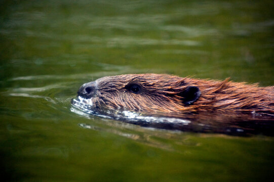 A North American Beaver At The Portland Oregon Zoo. The Beaver Is North America's Largest Rodent.