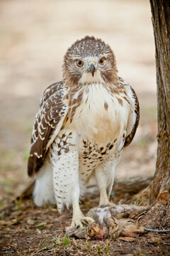 close up of red tailed hawk with squirrel kill in Texas