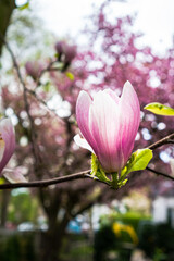 Big pink magnolia with colorful blossoms