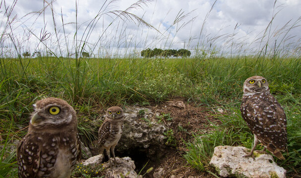 Burrowing owls photographed from a hidden camera outside their burrow in Homestead, Florida.