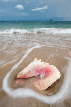 A wave washes over a conch shell in the Pig Keys, Honduras.