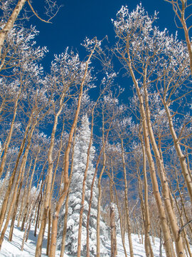 Snow covered trees in the wintery Rocky Mountains, Routt National Forest, Mount Werner, near Steamboat Springs, Colorado.